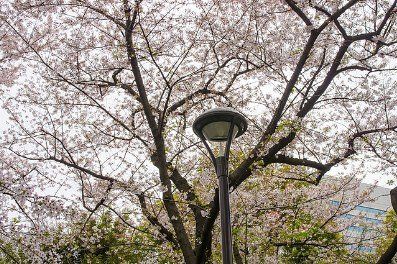 公園　隅田公園の桜（公園）まで374m