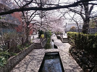その他　桜がきれいな渋川（その他）まで183m