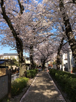 公園　呑川柿の木坂支流緑道（公園）まで456m
