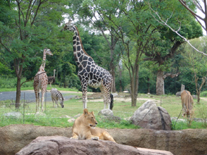 その他　天王寺動物園（その他）まで8425m