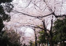 公園　玉川上水旧水路 笹塚緑道（公園）まで694m