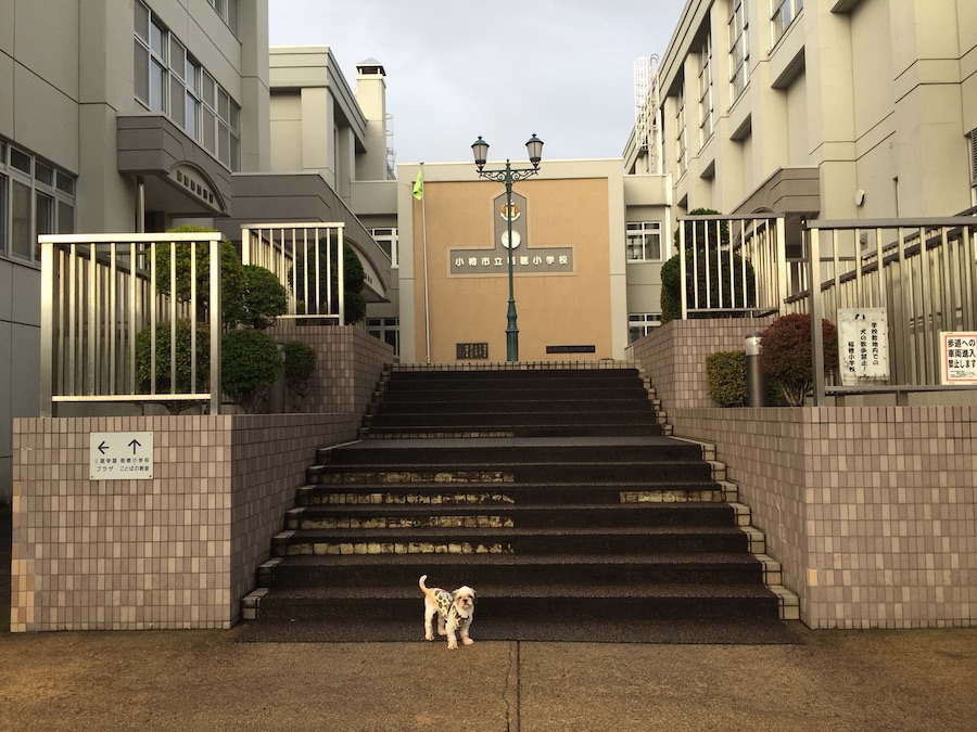 小学校　小樽市立稲穂小学校（小学校）まで910m