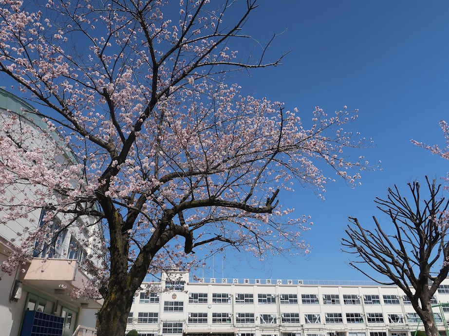 小学校　足立区立東栗原小学校（小学校）まで230m