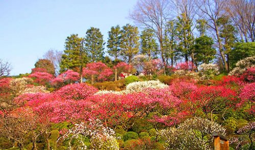 【グレイスコートの公園】