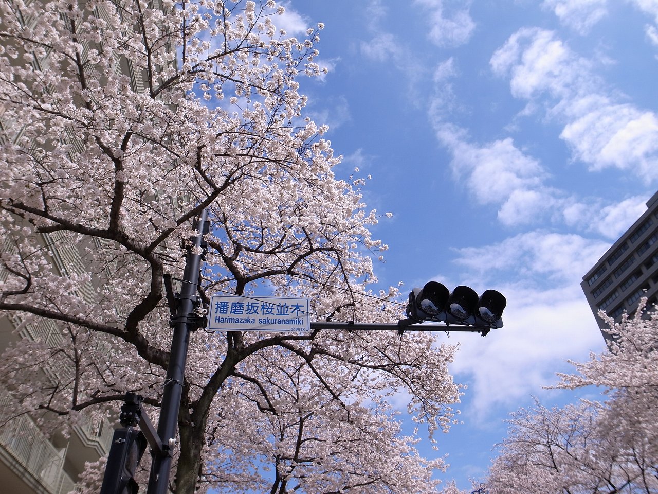 公園　播磨坂さくら並木（公園）まで821m