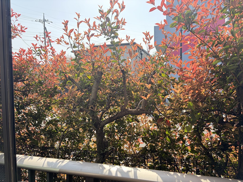 眺望　植栽が目隠しとなり、道路に面していても安心です。