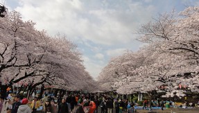 公園　上野恩賜公園（公園）まで1996m
