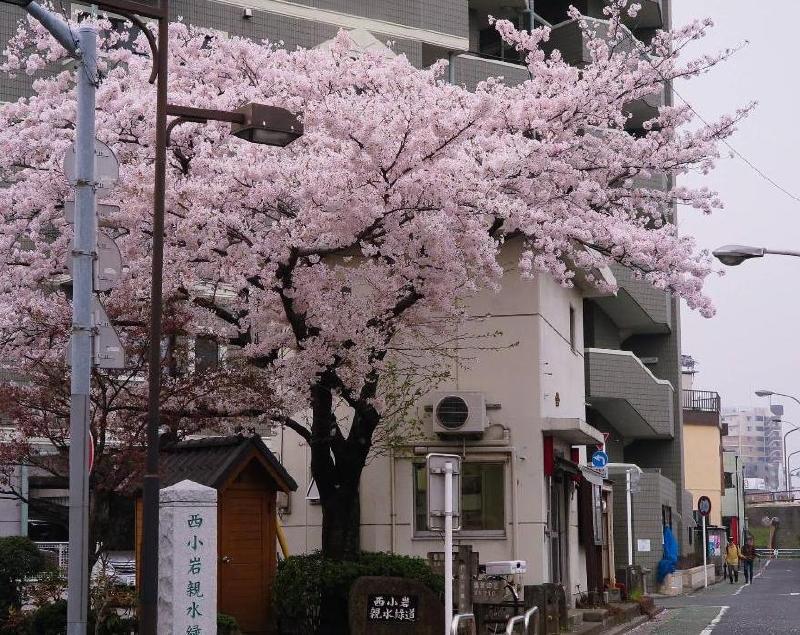 警察署・交番　西小岩交番（警察署・交番）まで600m