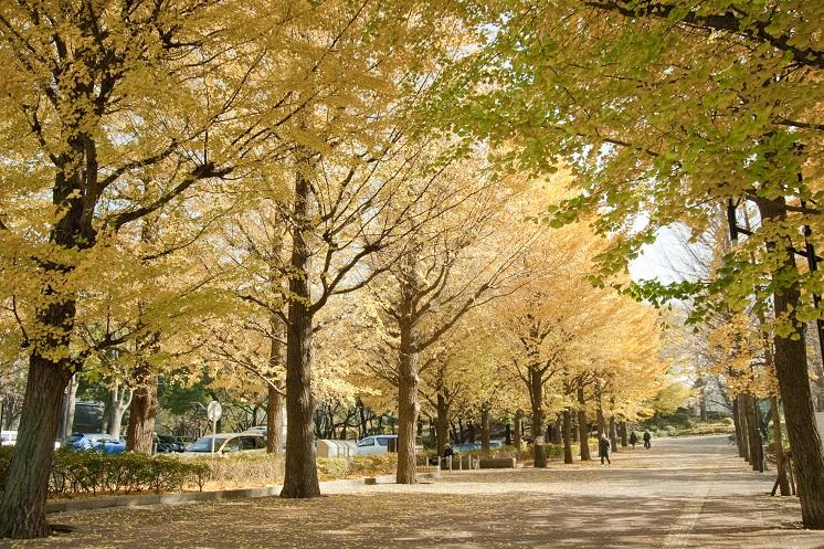 公園　城北中央公園（公園）まで971m