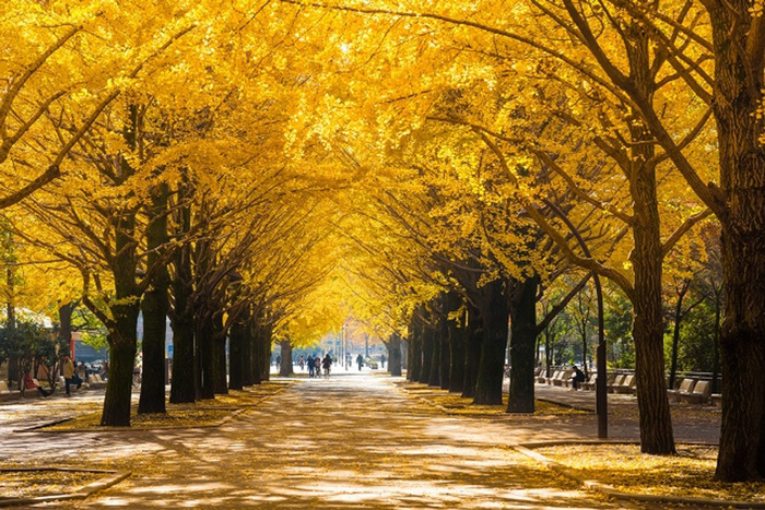公園　光が丘公園（公園）まで1035m