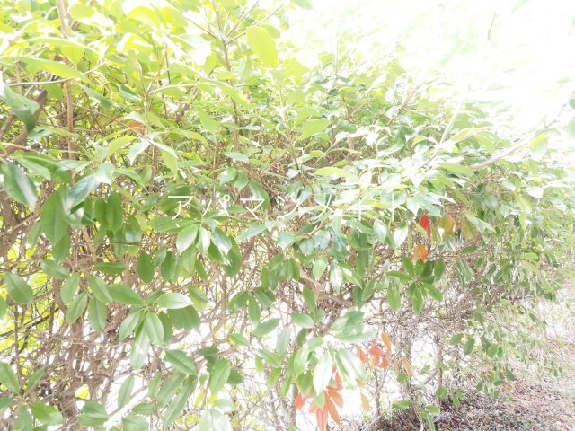 眺望　こんな感じです