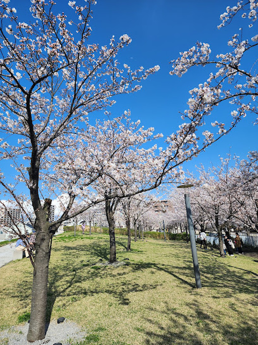 公園　さくら広場（公園）まで1100m