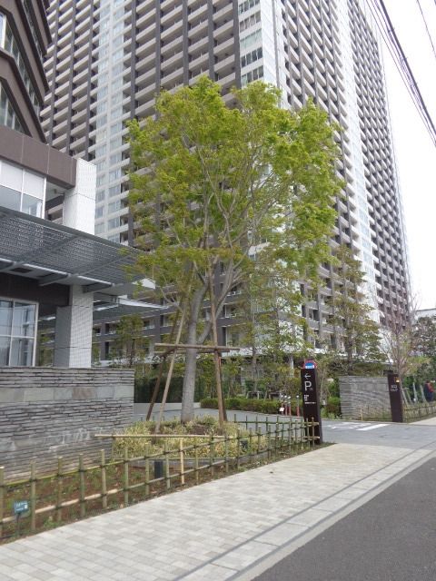 庭　植栽