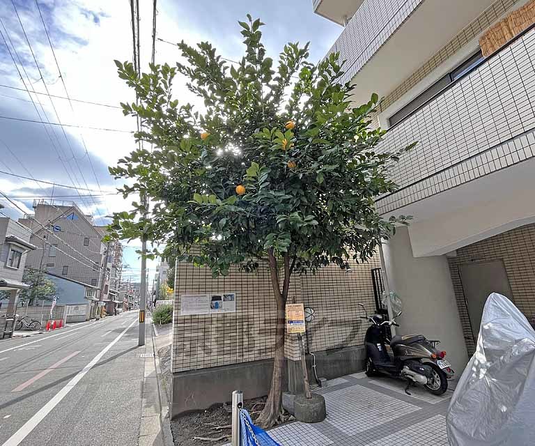 庭