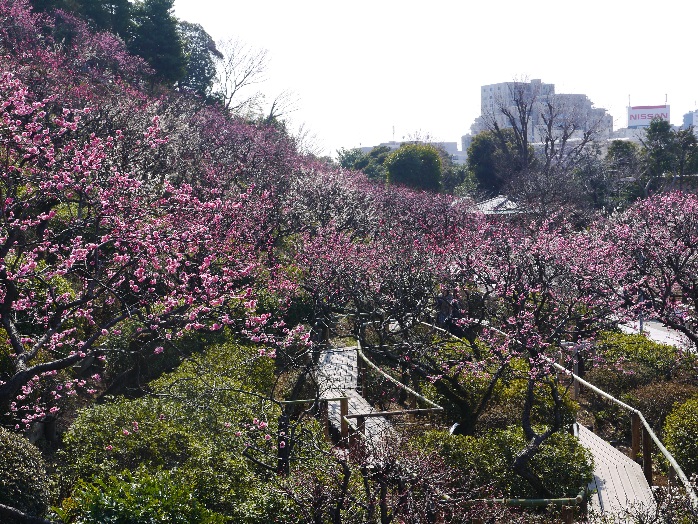 公園　池上梅園（公園）まで754m