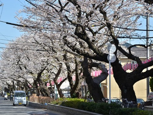 公園　桜並木公園（公園）まで305m