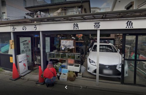 その他　錦鯉・金魚・熱帯魚かのう（その他）まで235m