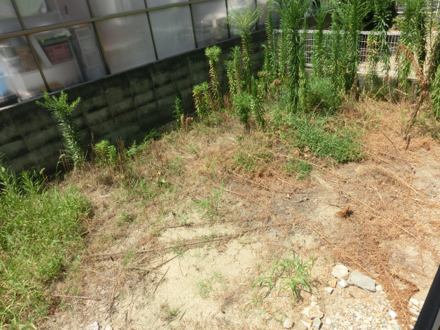 庭