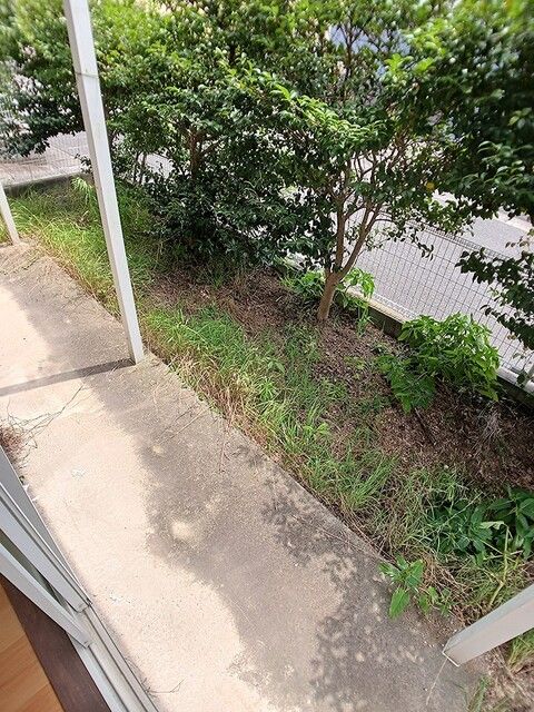 庭