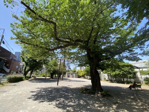 公園　上池袋さくら公園（公園）まで540m