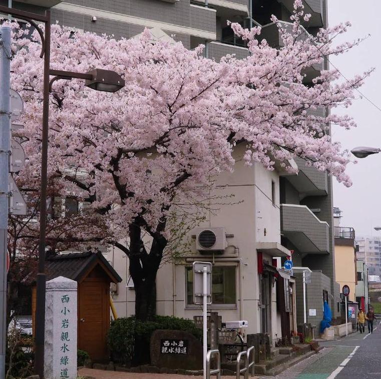 警察署・交番　西小岩交番（警察署・交番）まで400m