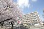 建物外観　春には桜の花が満開になります。