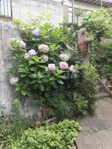 庭