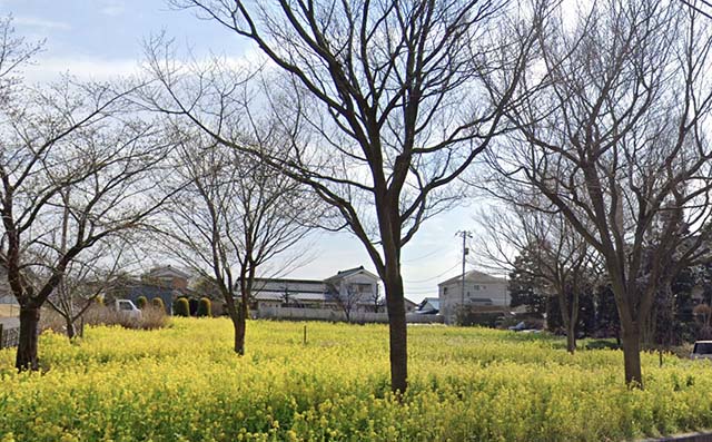 公園　菜の花畑　春は桜とのコラボレーションが綺麗です♪（公園）まで1400m