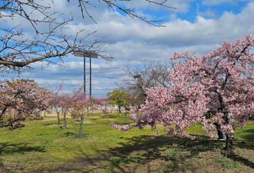 公園　長居公園（公園）まで1311m