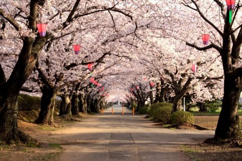 公園　造幣局 桜の通り抜け（公園）まで917m