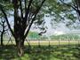 公園　西原公園（公園）まで1161m