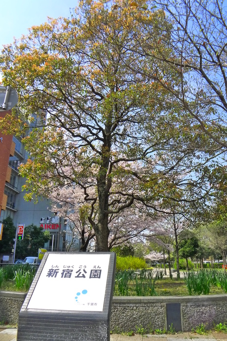 公園　新宿公園（公園）まで257m