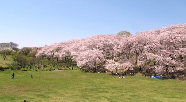公園　根岸森林公園（公園）まで350m