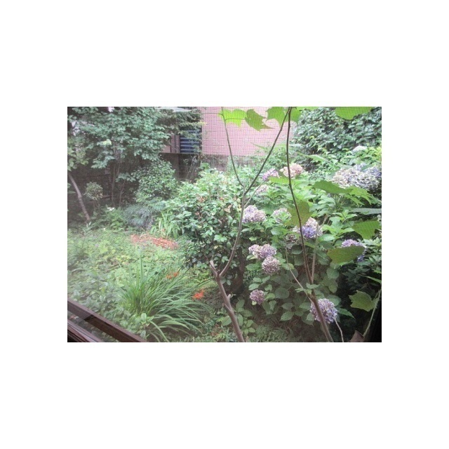 庭