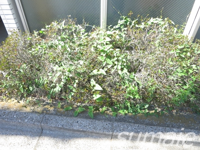 その他　植栽です☆