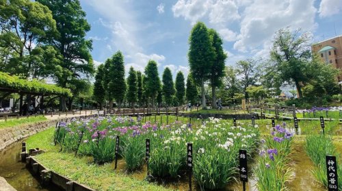 公園　しょうぶ沼公園（公園）まで1191m