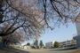 小学校　大和市立渋谷小学校（小学校）まで1019m