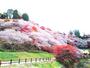 その他　川見四季桜の里（その他）まで1008m