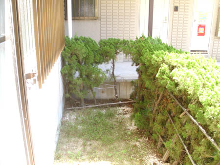 庭　お庭です