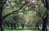 公園　小金井公園（公園）まで824m