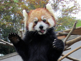 その他　千葉市動物公園（その他）まで1161m