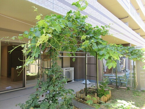 庭　専用庭　巨峰の木