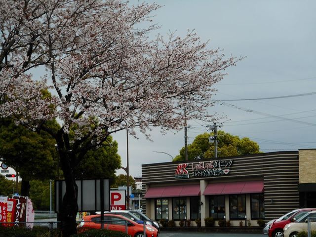 【ソフィア　グレイスの飲食店】