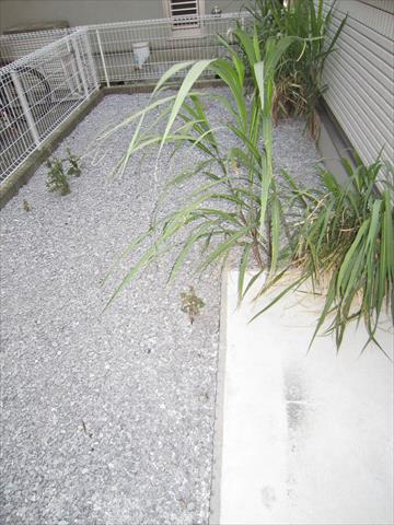 庭