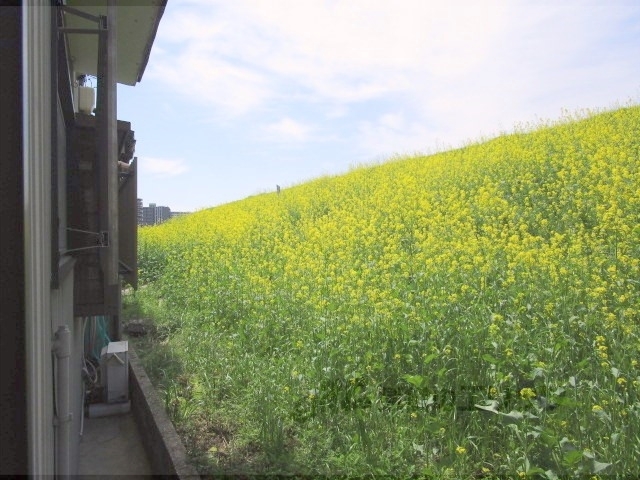 【京都市伏見区淀本町のその他の眺望】