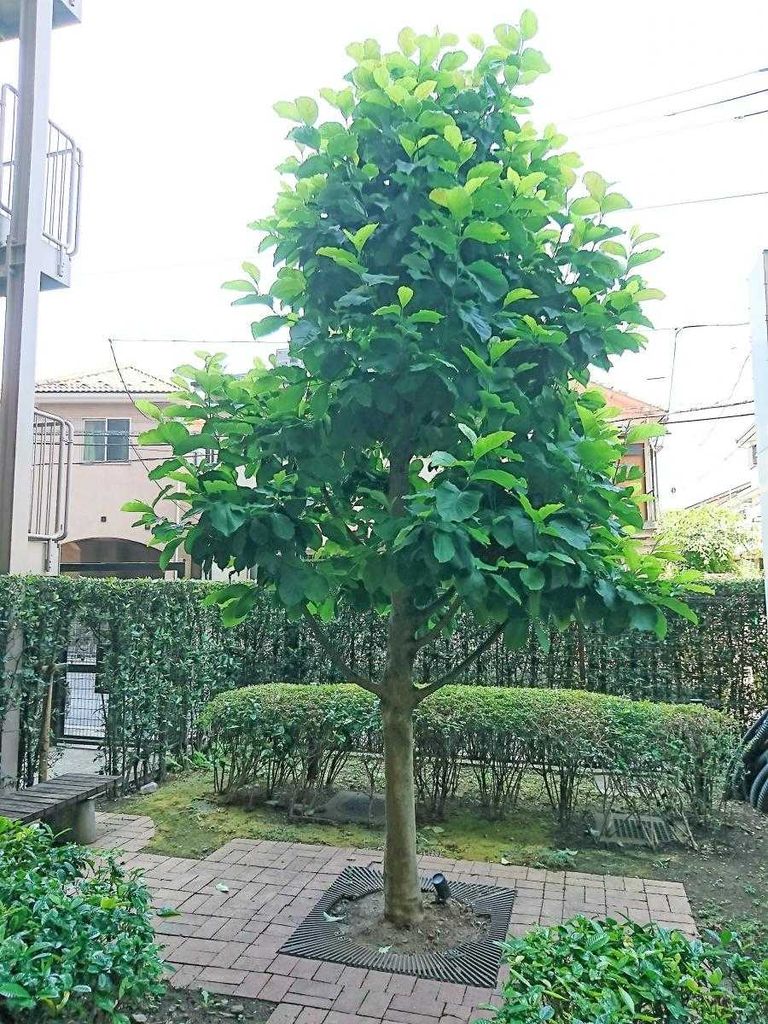 庭