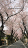 その他　桜トンネル（その他）まで477m