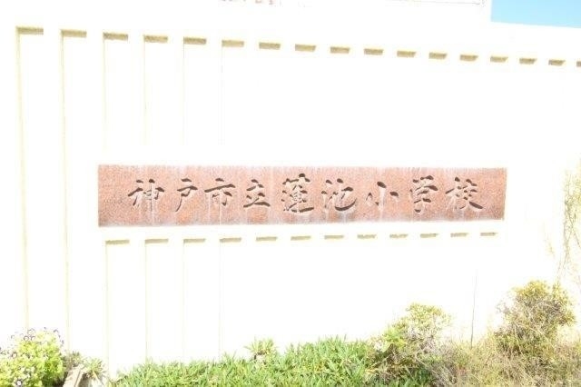 小学校　神戸市立蓮池小学校（小学校）まで518m