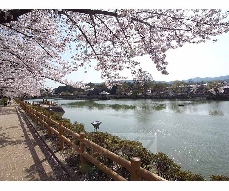 その他　八条が池（その他）まで550m