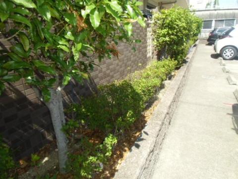 庭　中庭（イメージ）